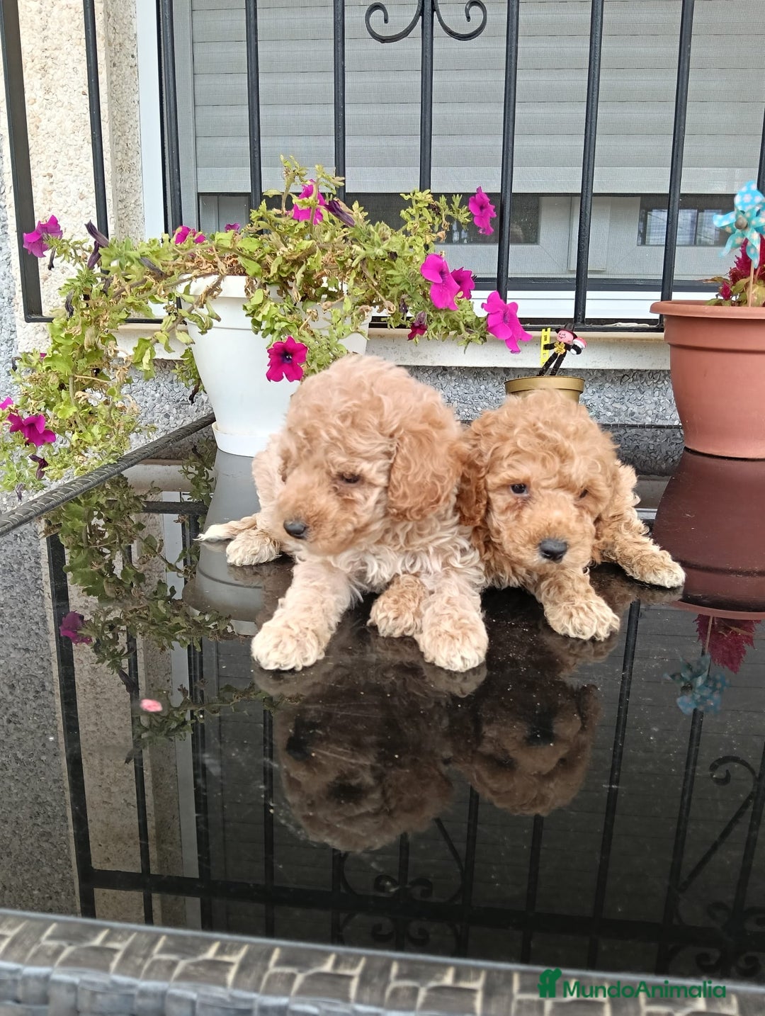 Caniche Toy perros en venta: caniche toy  en Tarragona - Imagen 1