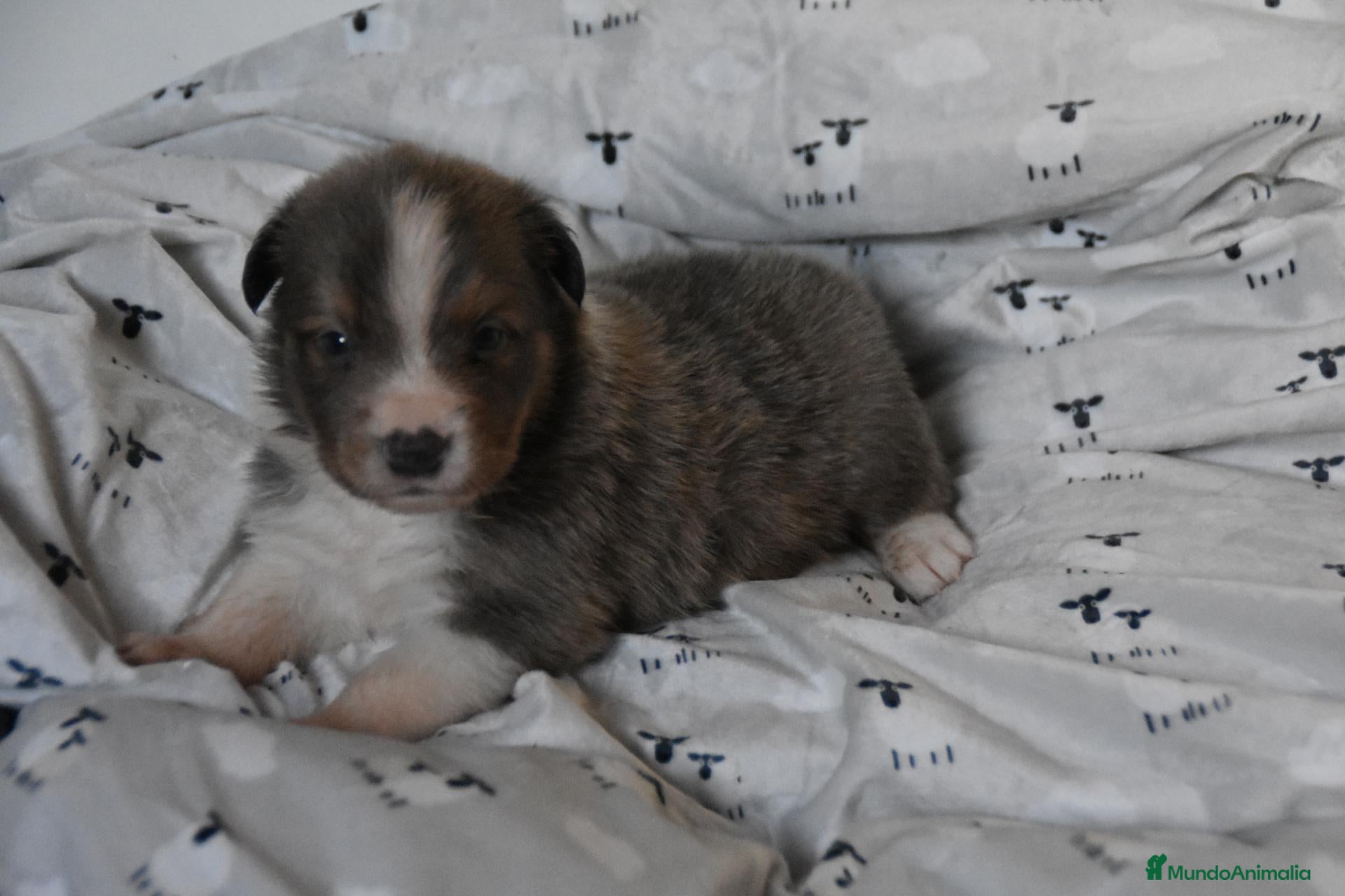Border Collie perros en venta: HEMBRA DISPONIBLE - Anuncio 2