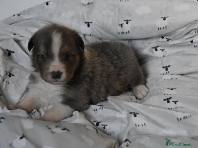 Border Collie perros en venta: HEMBRA DISPONIBLE - Anuncio 2