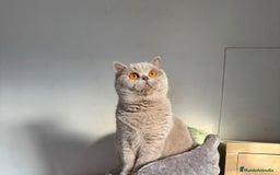 Británico de Pelo Corto gatos en venta: British Shortihair lilac - Imagen 5