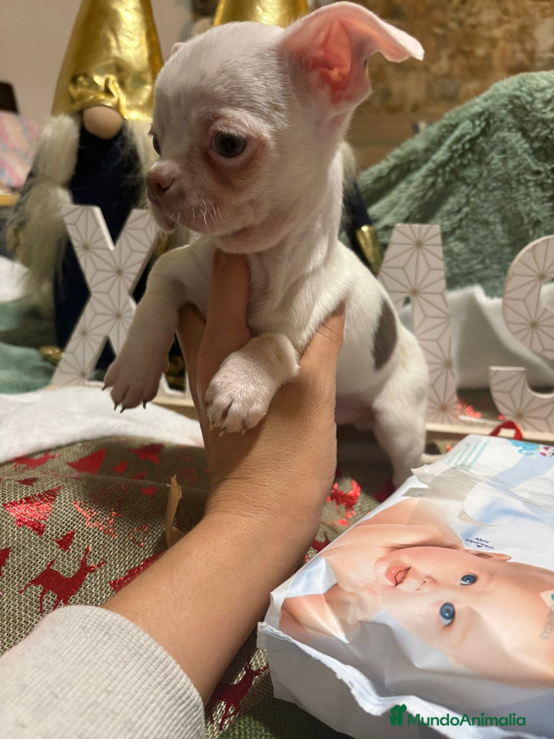 Chihuahua perros en venta: Chihuahua mini toy blanco  - Anuncio 8