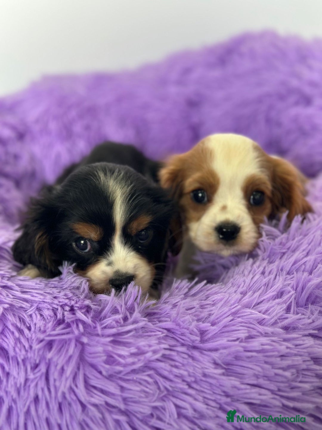 Cavalier King Charles Spaniel perros en venta: CAVALIER - Imagen 1