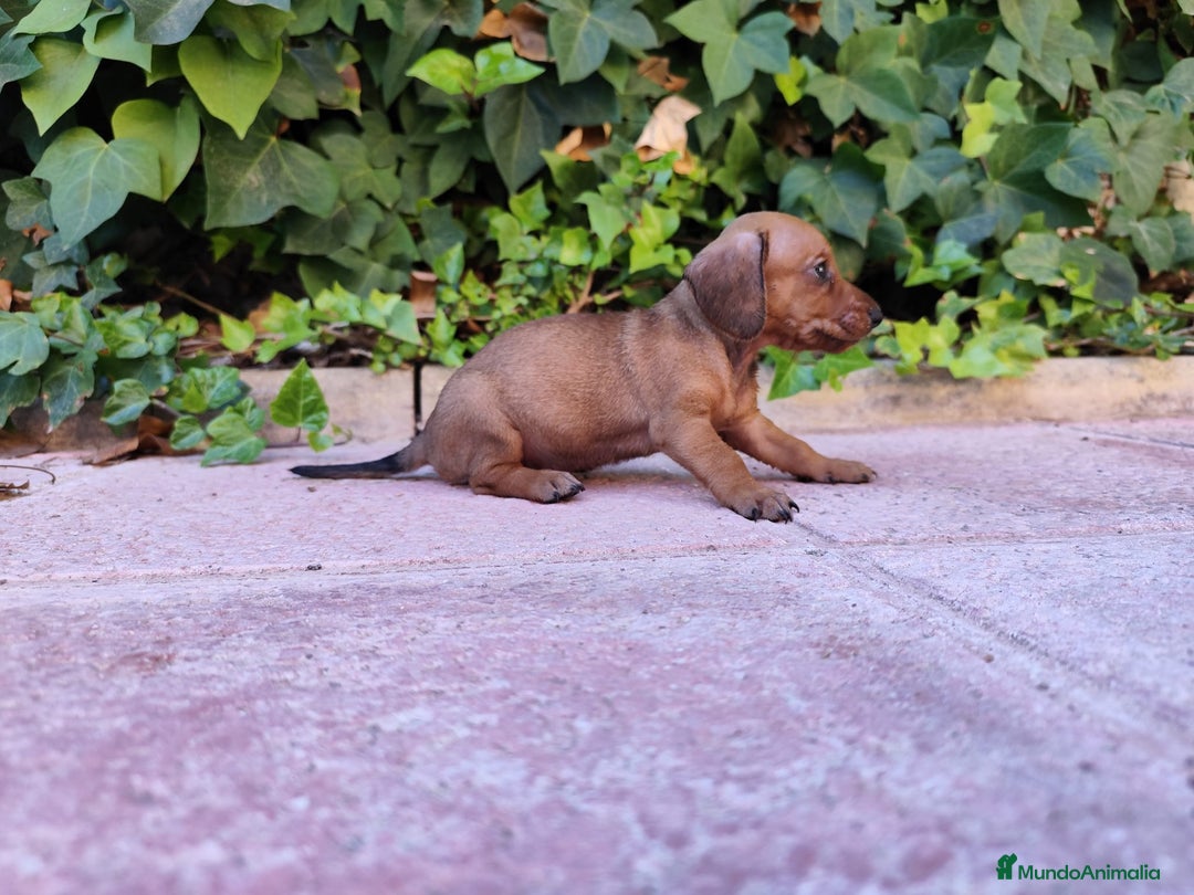 Teckel perros en venta: TECKEL HEMBRA OPORTUNIDAD  - Imagen 4