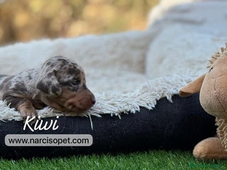 Teckel Miniatura perros - Anuncio 14