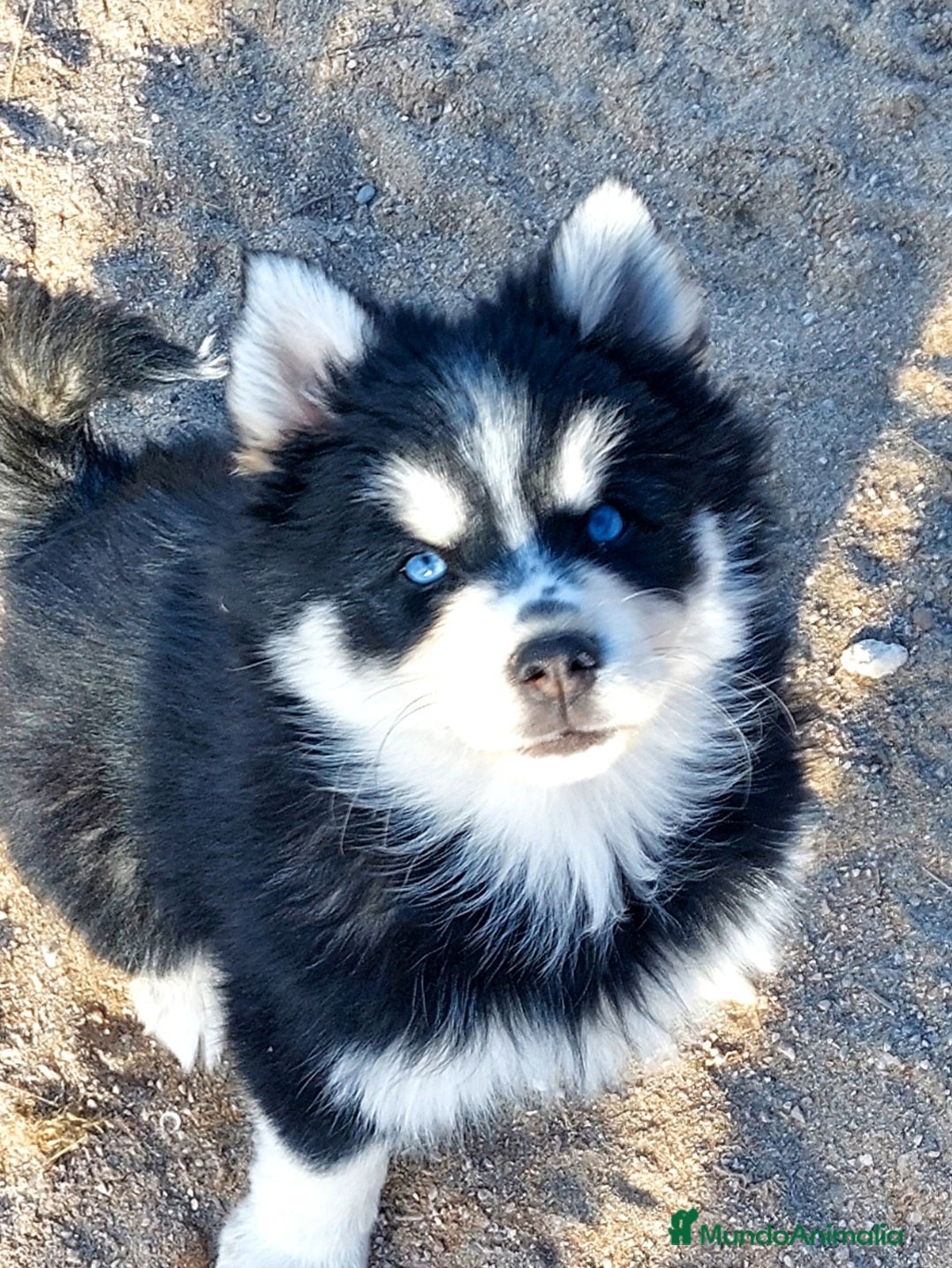 Pomsky perros Cachorros pomsky o mini husky - Anuncio 5