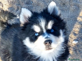 Pomsky perros Cachorros pomsky o mini husky - Anuncio 2