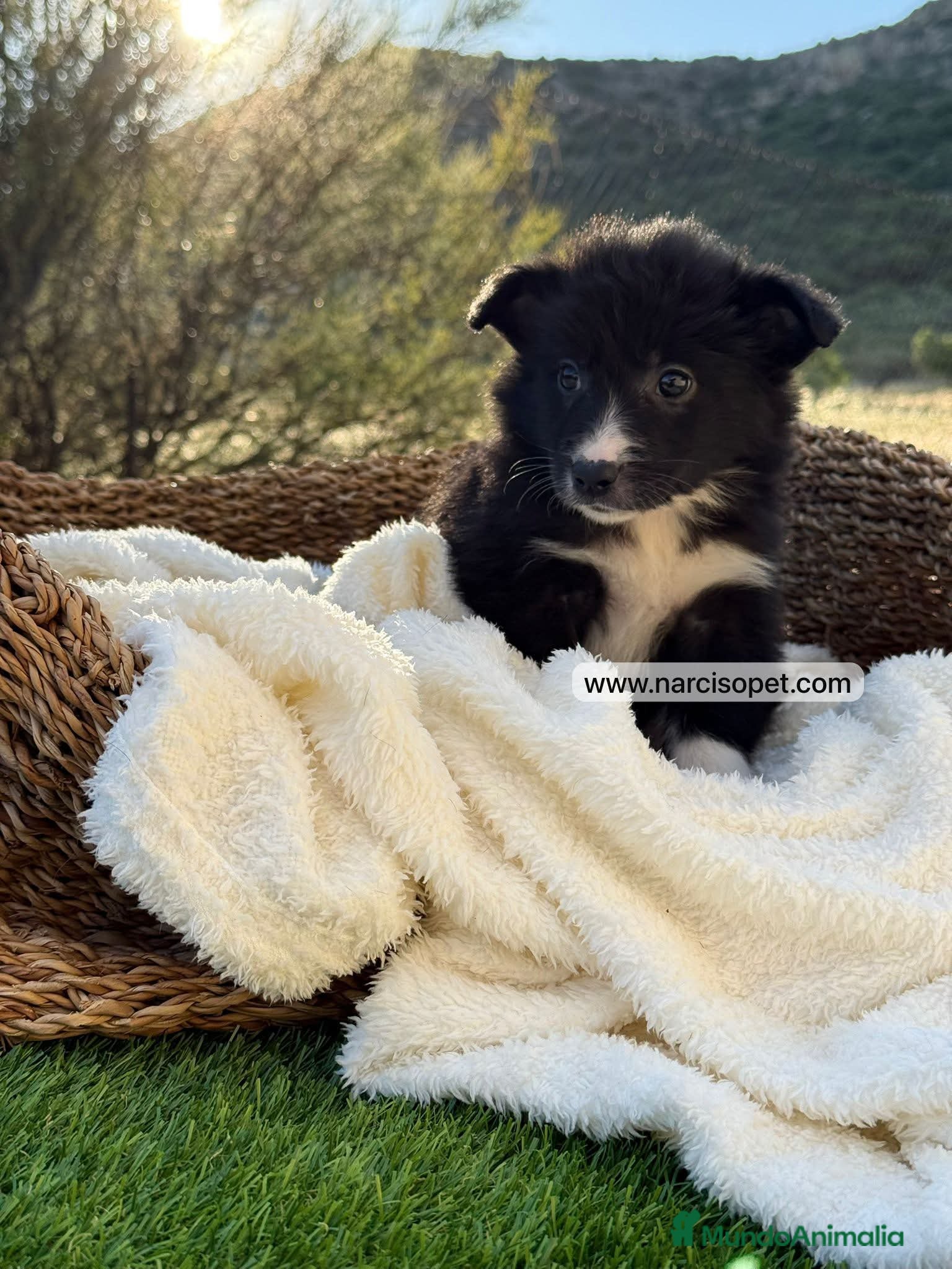 Border Collie perros en venta: BORDER COLLIE HEMBRA - Anuncio 5