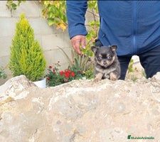 Chihuahua perros Cachorritos de chihuahua cabeza de manzana - Anuncio 15