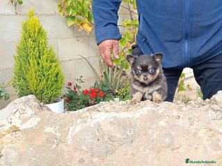 Chihuahua perros Cachorritos de chihuahua cabeza de manzana - Anuncio 7