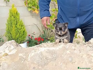 Chihuahua perros Cachorritos de chihuahua cabeza de manzana - Anuncio 25