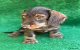 Teckel perros en venta: Teckel  en Madrid - Imagen 2