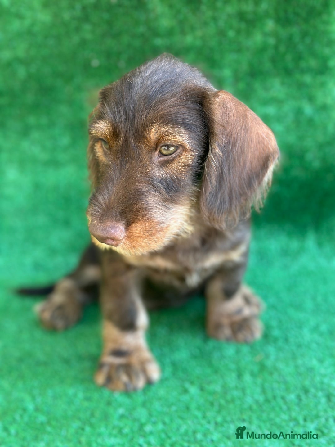 Teckel perros en venta: Teckel  en Madrid - Imagen 2