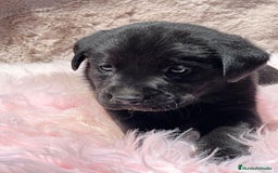 Labrador Retriever perros en venta: CAMADA LABRADOR RETRIEVER NEGRO - Imagen 1