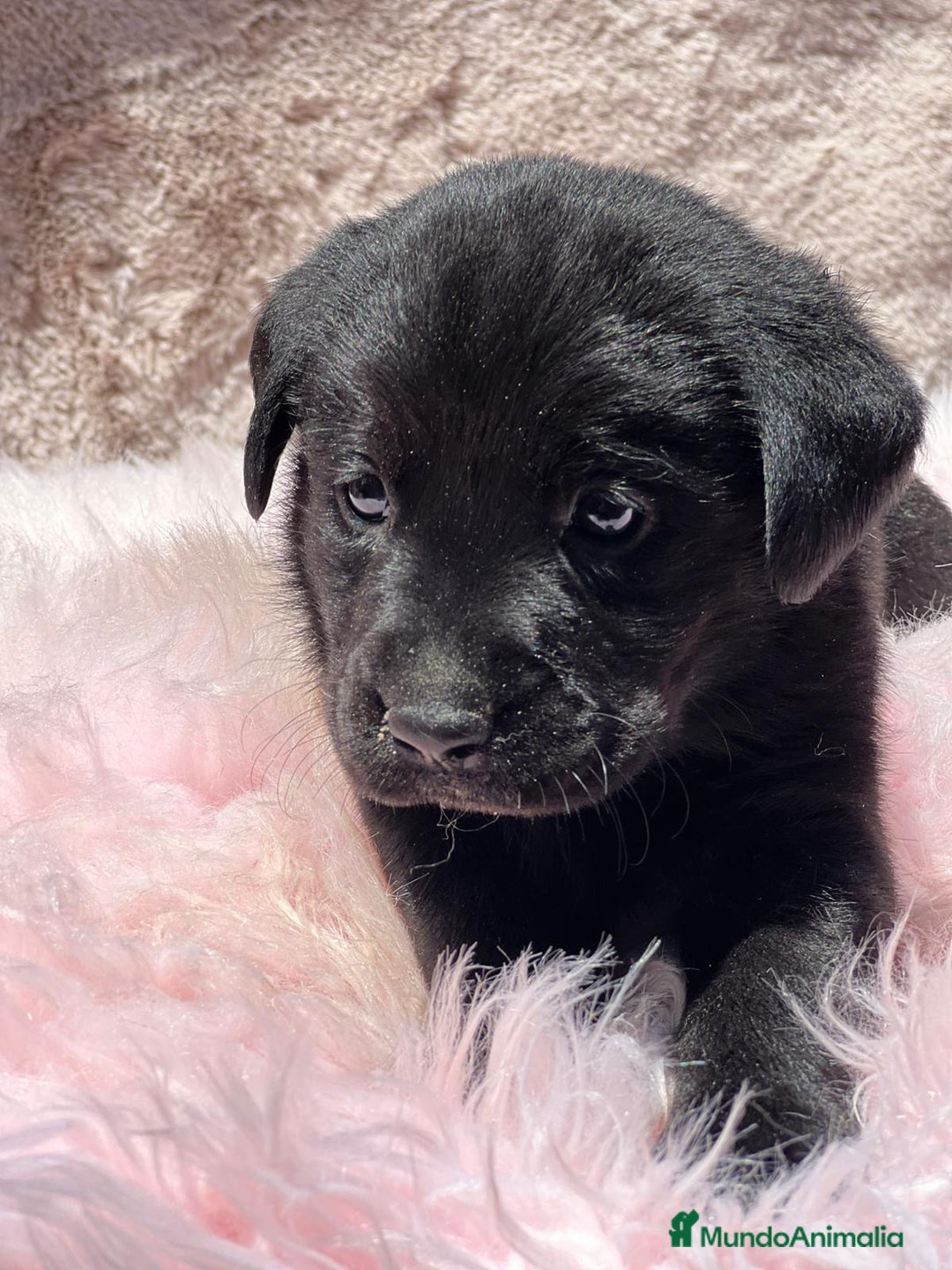 Labrador Retriever perros en venta: CAMADA LABRADOR RETRIEVER NEGRO - Imagen 1