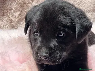 Labrador Retriever perros CAMADA LABRADOR RETRIEVER NEGRO - Anuncio 14