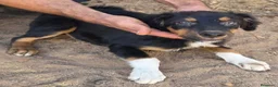 Border Collie perros en adopcion: Precisos border collie - Anuncio 2