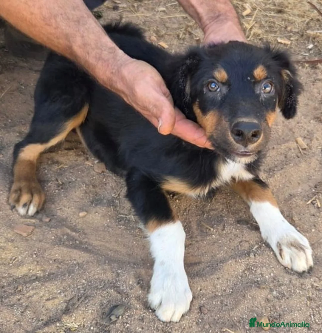 Border Collie perros en adopcion: Precisos border collie - Anuncio 2