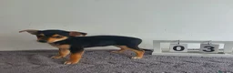 Chihuahua perros en venta: Chihuahua  - Anuncio 2