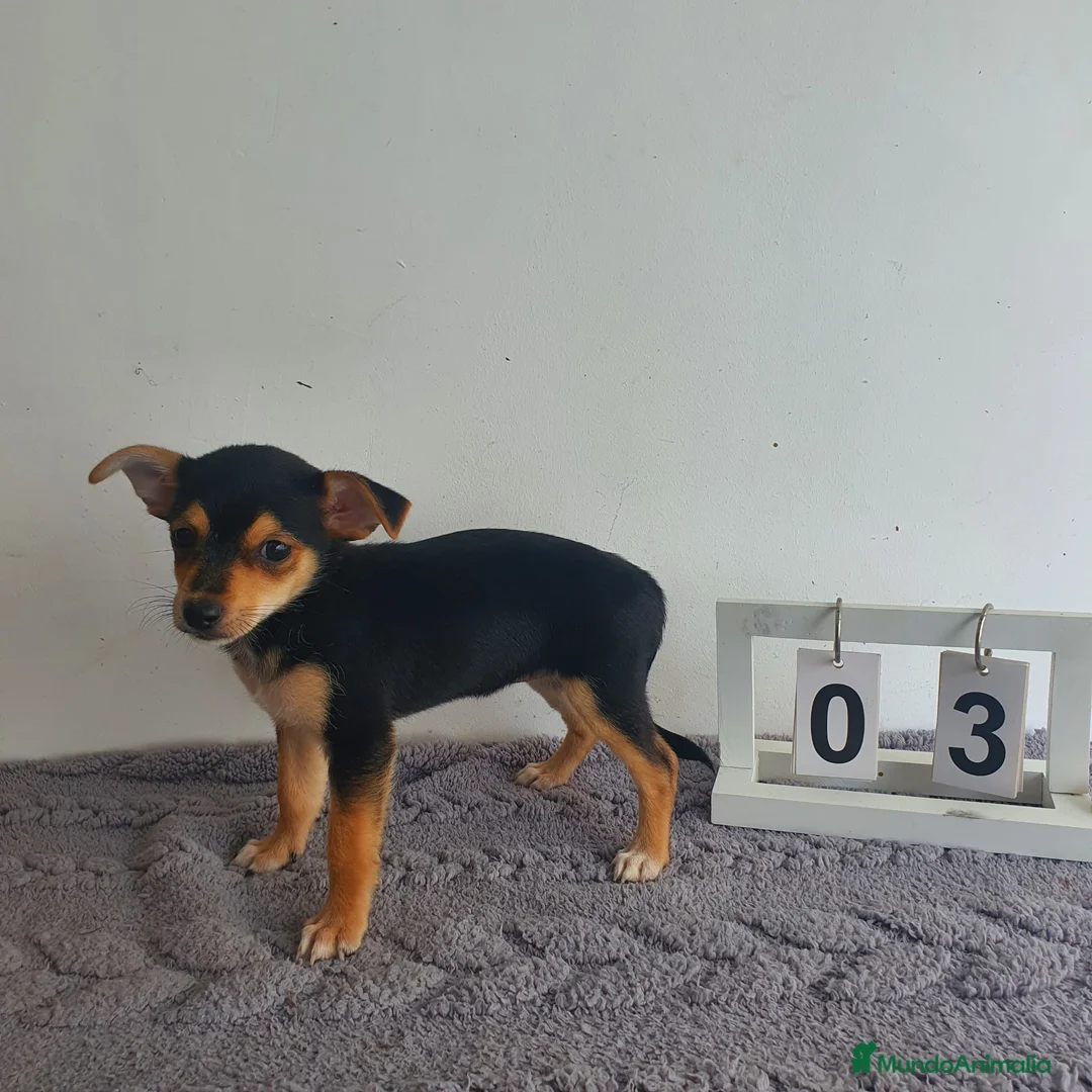 Chihuahua perros en venta: Chihuahua  - Anuncio 2
