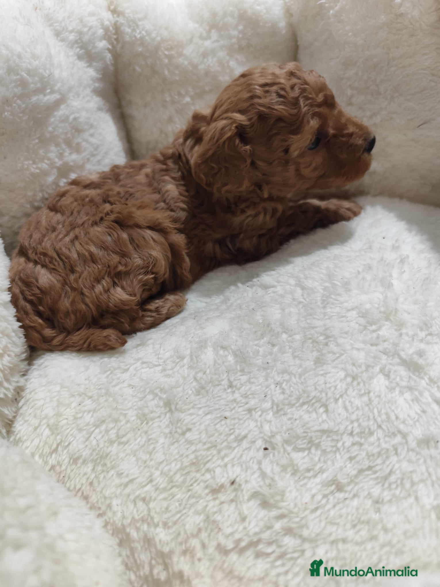 Caniche Toy perros en venta: Caniche Toy - Anuncio 2