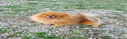 Pomerania perros en venta: Pomeranias calidad excepcional en Málaga - Anuncio 21