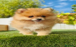 Pomerania perros en venta: POMERANIA MACHO - Imagen 19