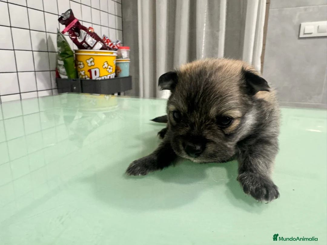 Pomerania perros en venta: pomerania macho toy sable  - Anuncio 4