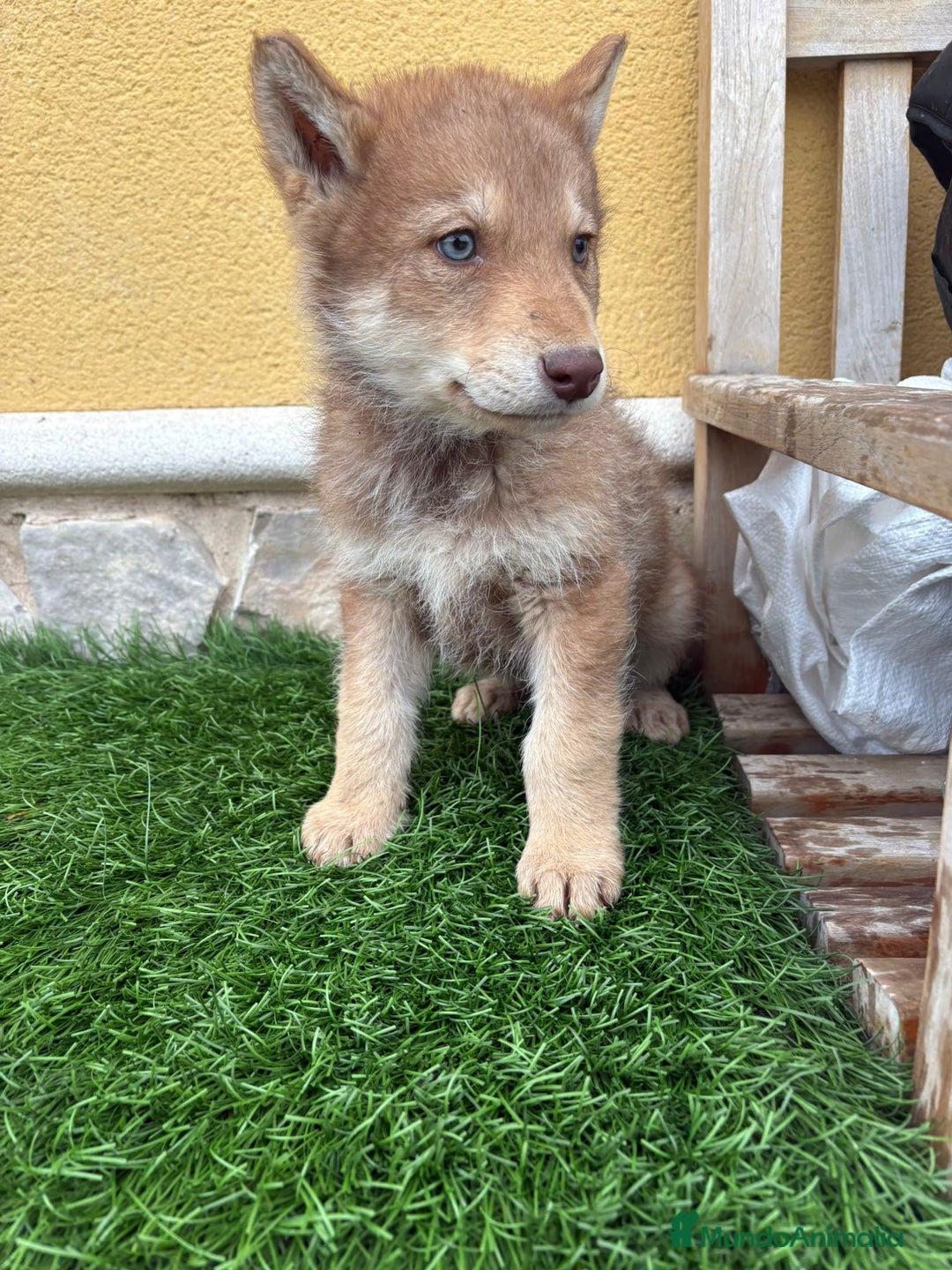 Perro Lobo de Saarloos perros en venta: Perro Lobo Iberico macho rojo  - Anuncio 4
