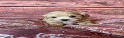 Maltipoo perros en venta: Maltipoo muy bonitos !!! - Anuncio 2