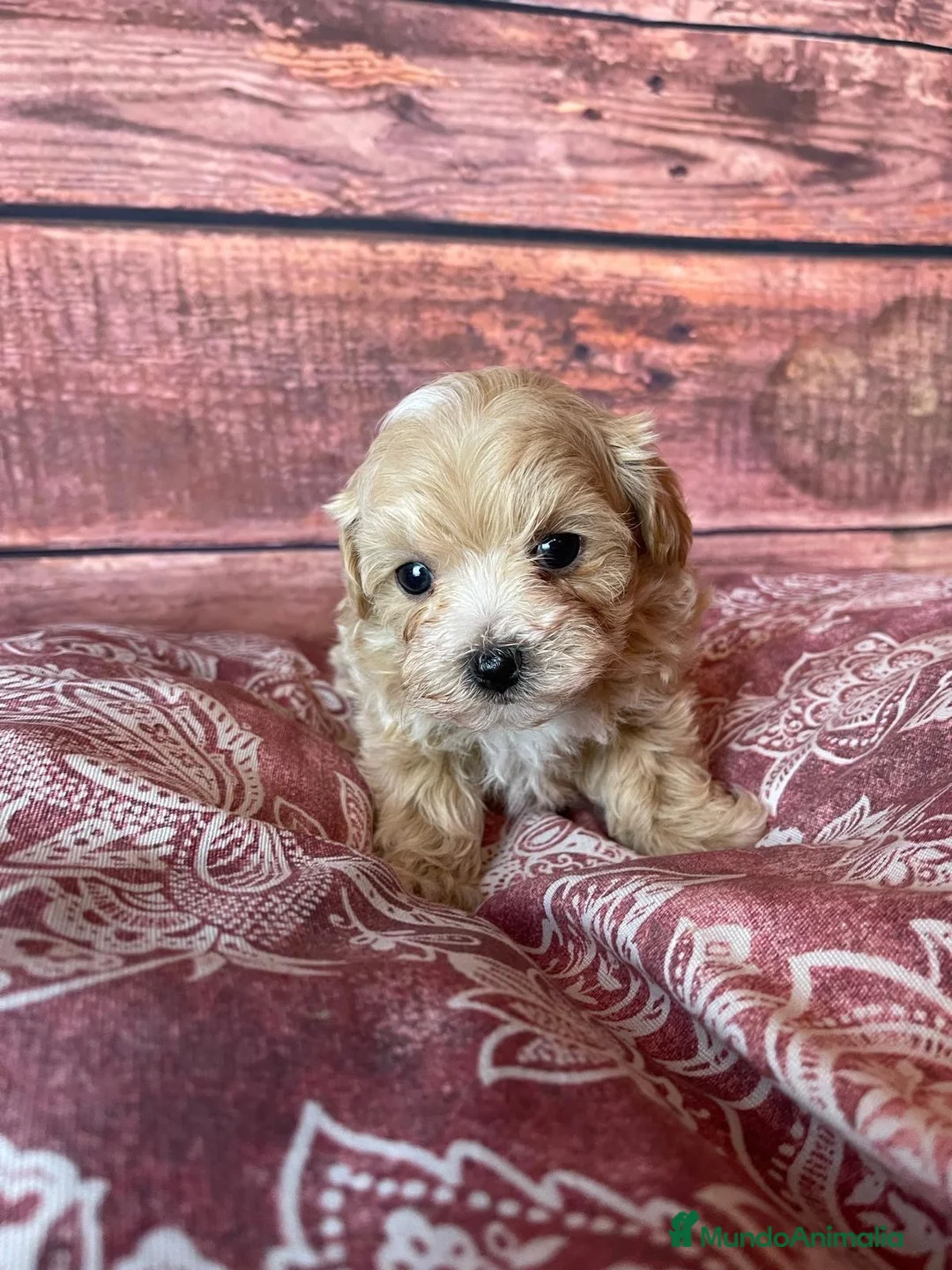 Maltipoo perros en venta: Maltipoo muy bonitos !!! - Anuncio 2