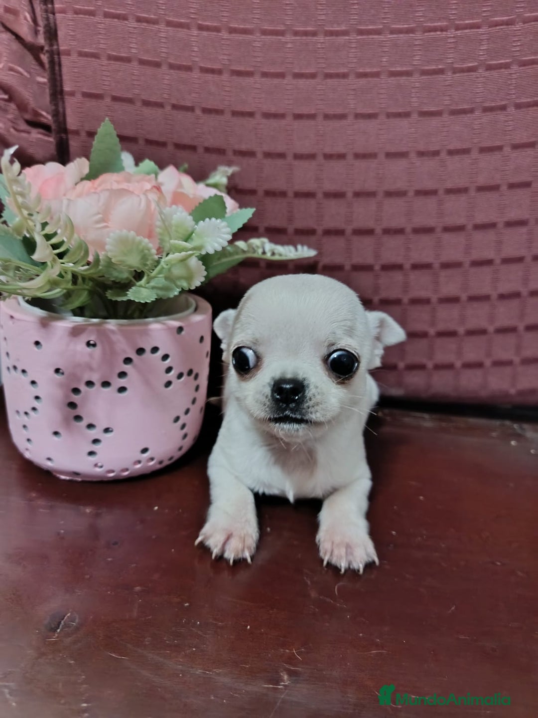 Chihuahua perros en venta: Chihuahuas Toy los de las fotos  - Anuncio 6