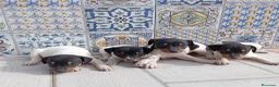 Ratonero Bodeguero Andaluz perros en venta: Bodegueros jerezanos Minis Máxima Calidad - Anuncio 3