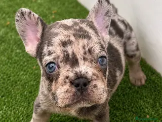 Bulldog Francés perros Preciosos bulldog francés - Anuncio 1