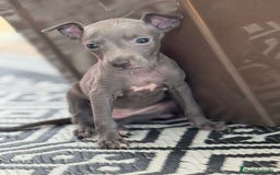 Pequeño Lebrel Italiano perros en venta: CACHORROS DE PICCOLO LEBREL ITALIANO - Imagen 4