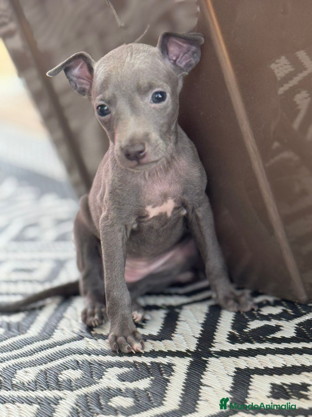 Pequeño Lebrel Italiano perros en venta: CACHORROS DE PICCOLO LEBREL ITALIANO - Imagen 4