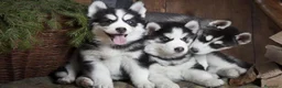 Husky Siberiano perros en venta: husky siberiano  - Anuncio 1