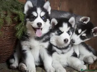Husky Siberiano perros husky siberiano - Anuncio 14