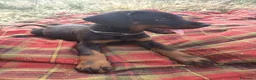 Dobermann perros en venta: Doberman  - Anuncio 8