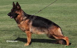 Pastor Alemán perros en venta: Espectacular cachorro de pastor alemán  - Imagen 8