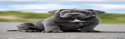Cane Corso perros en venta: Cachorro de Cane Corso - Anuncio 1