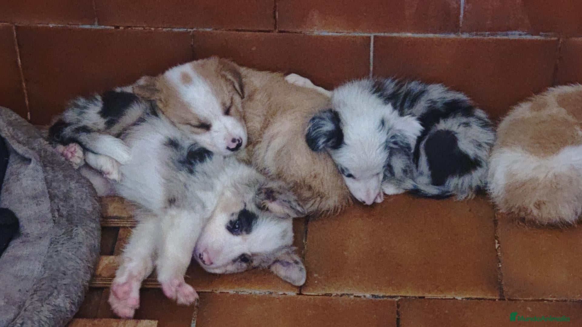 Border Collie perros Preciosos border collie - Anuncio 3