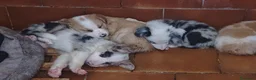 Border Collie perros en venta: Preciosos border collie - Anuncio 1