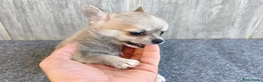 Chihuahua 1