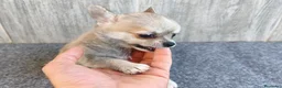 Chihuahua perros en venta: CHIHUAHUA MACHO - Anuncio 2