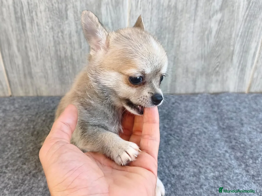 Chihuahua perros en venta: CHIHUAHUA MACHO - Anuncio 2