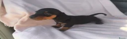Teckel Miniatura perros en venta: Teckel kanichen  - Anuncio 3