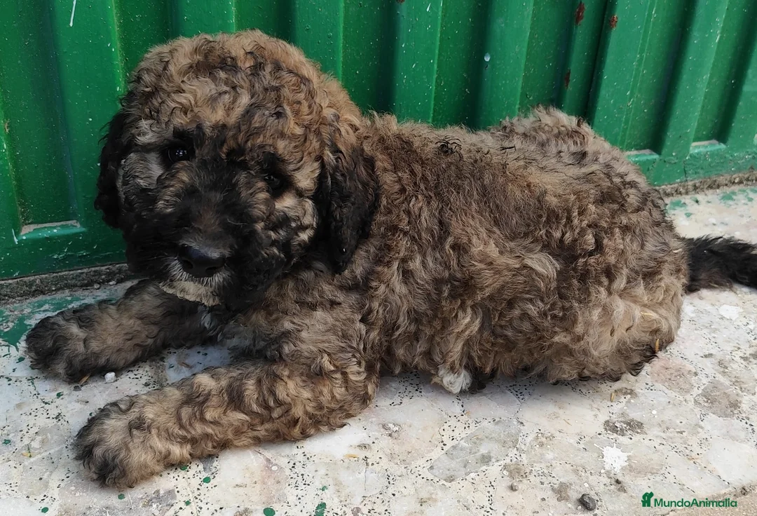 Perro de Agua Español perros en venta: Perro de agua!! - Anuncio 2