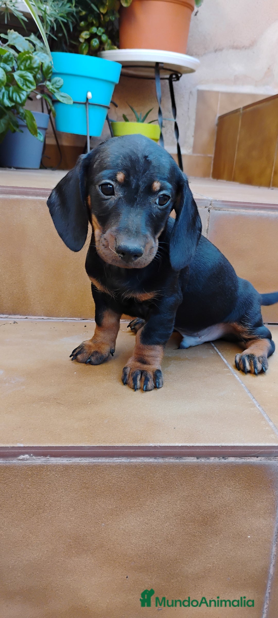 Teckel perros en venta: Machito teckel miniatura N.F - Imagen 3