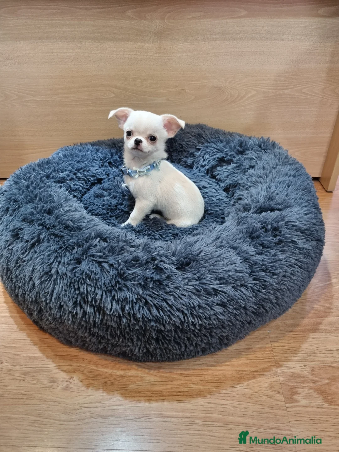 Chihuahua perros en venta: Chihuahua precioso en Barcelona - Anuncio 2