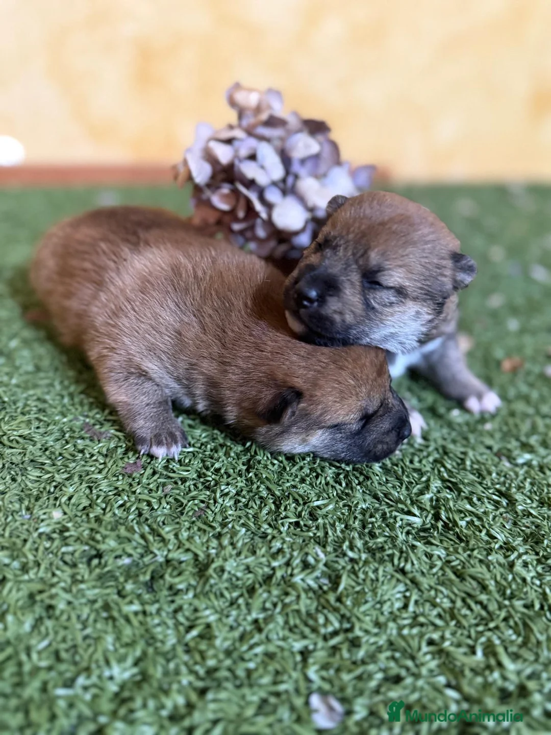 Shiba Inu perros en venta: Shiba Inu  - Anuncio 5